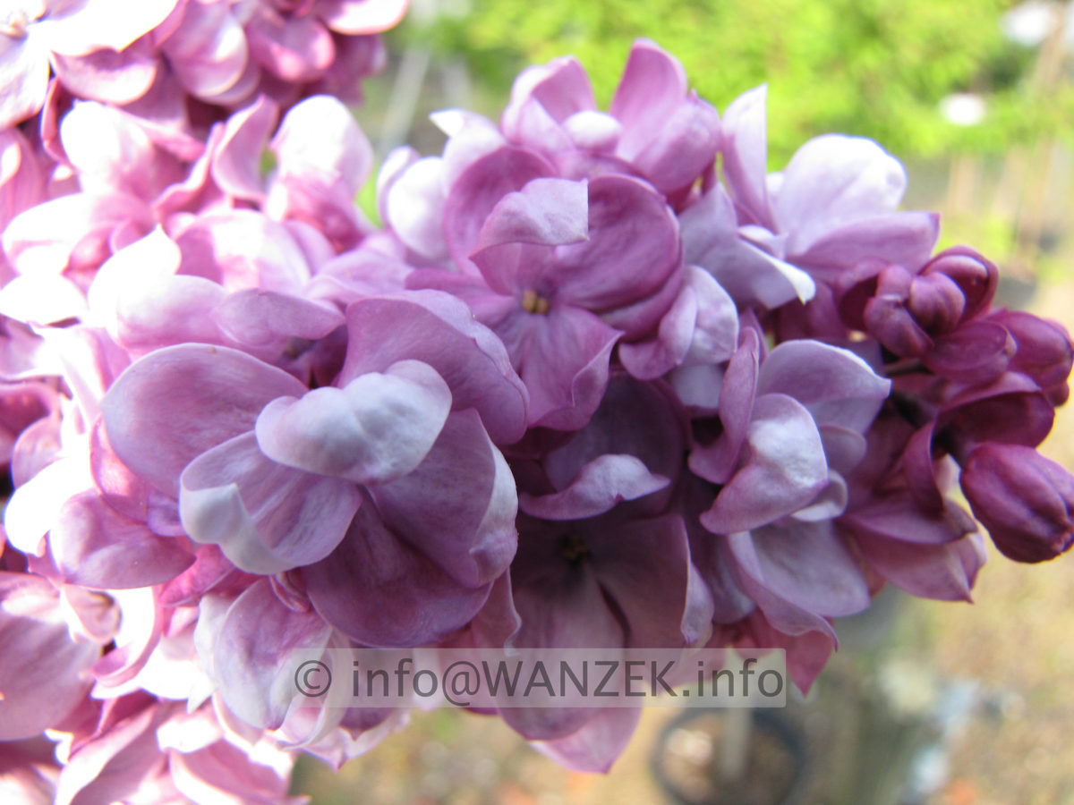 Syringa vulgaris Paul Deschanel 02.JPG